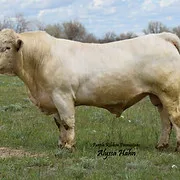 Valley View Charolais Ranch logo
